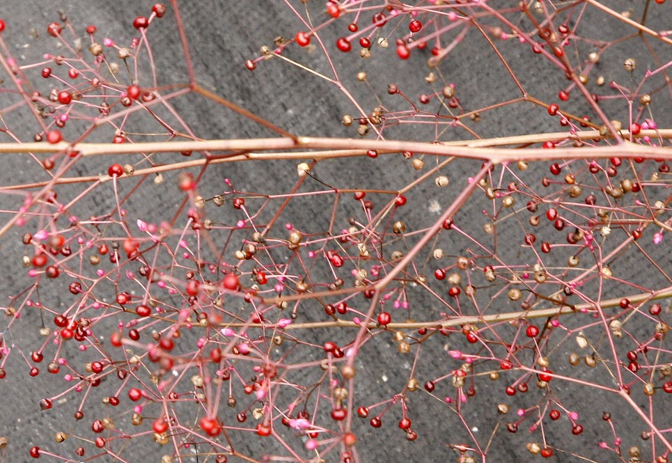 Close up of seed/flower head
