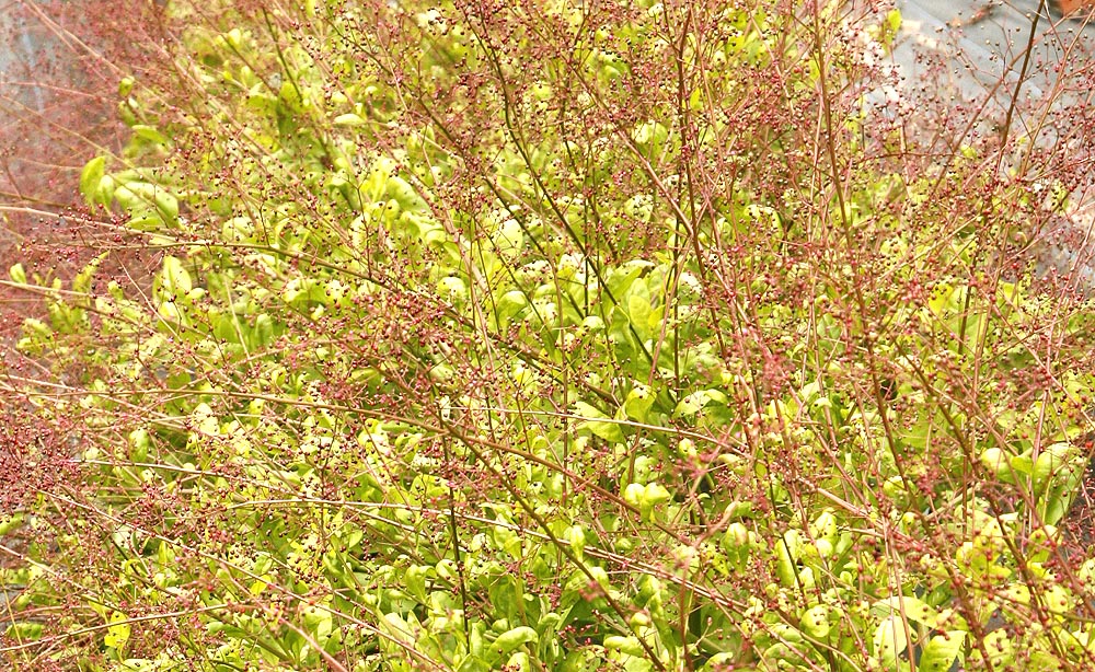 Jewels of Opar plant and flowers