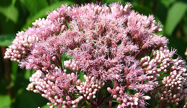 Joe Pye Weed Eutrochium maculatum