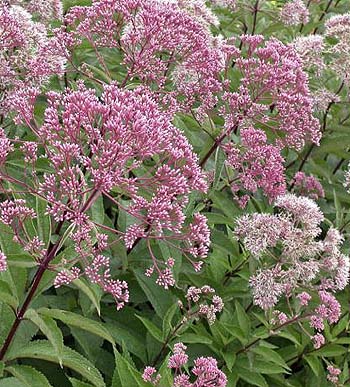Eupatorium maculatum flowers