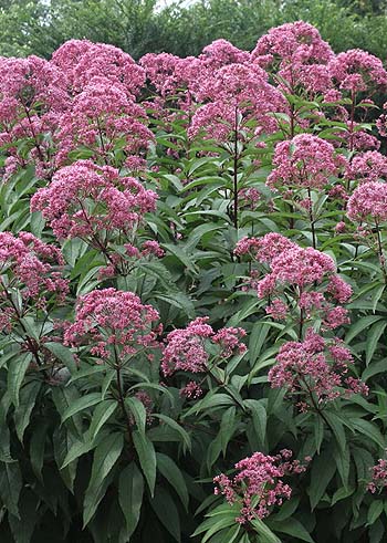 joe pye weed plant