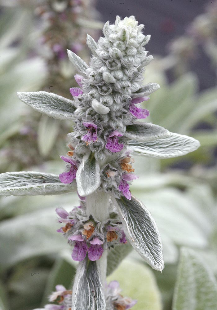Lambs ear flower close
