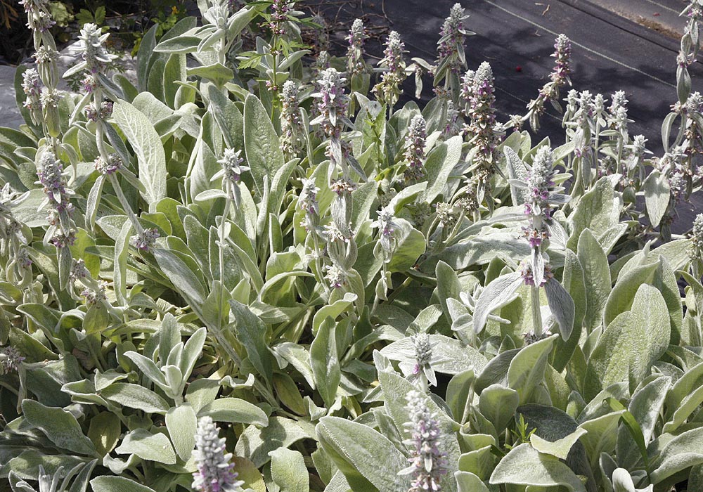 Stachys byzantina flowering plant