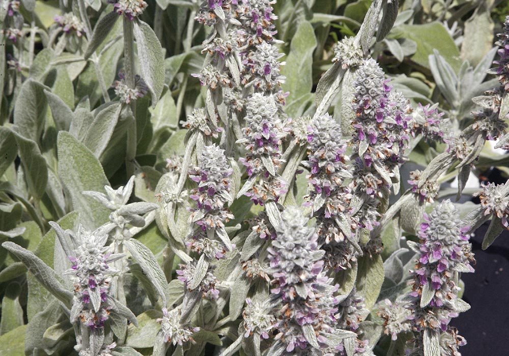 lambs ear flowers