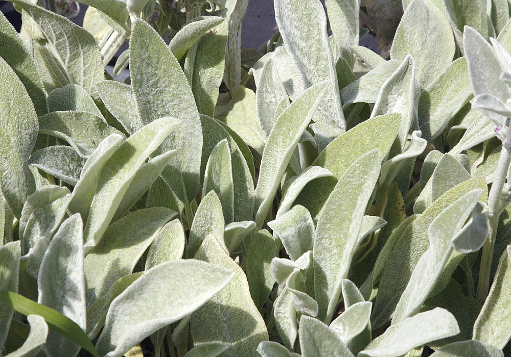 Lambs Ear Stachys byzantina