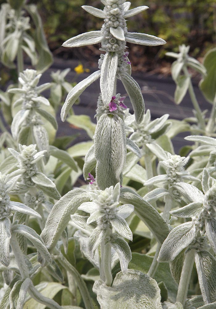 lambs ear flower early