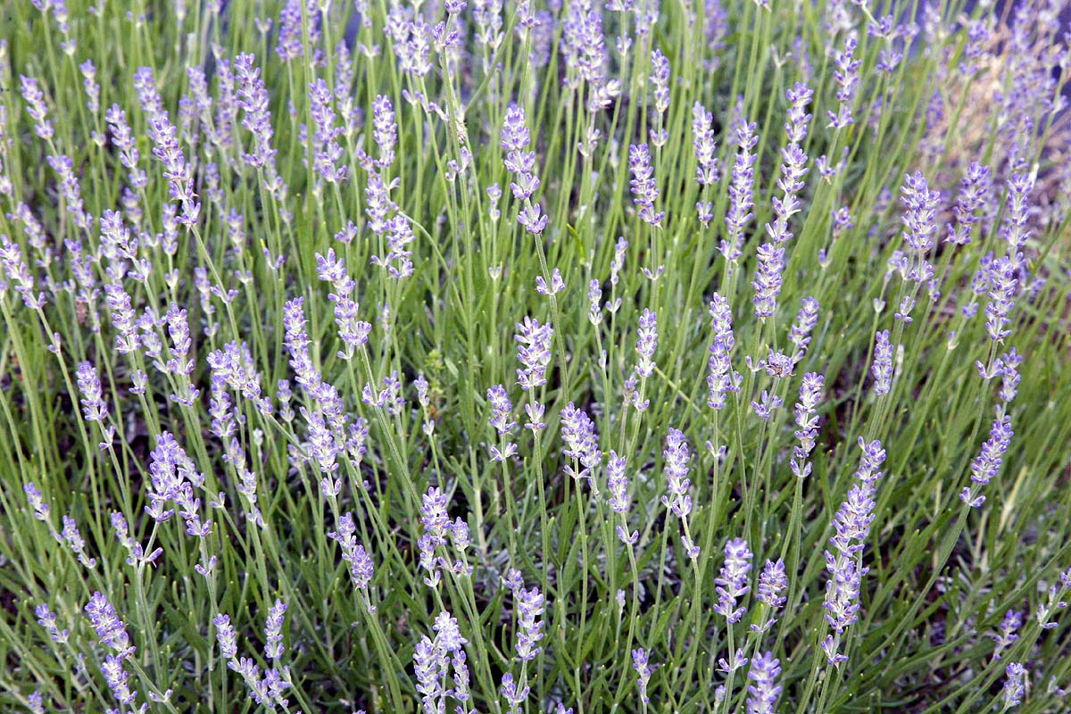 Lavender buds on plant closer
