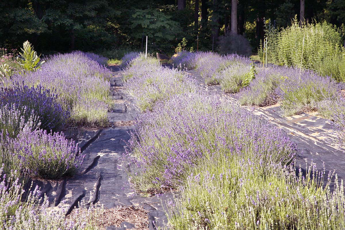 Mass of lavender rows in field