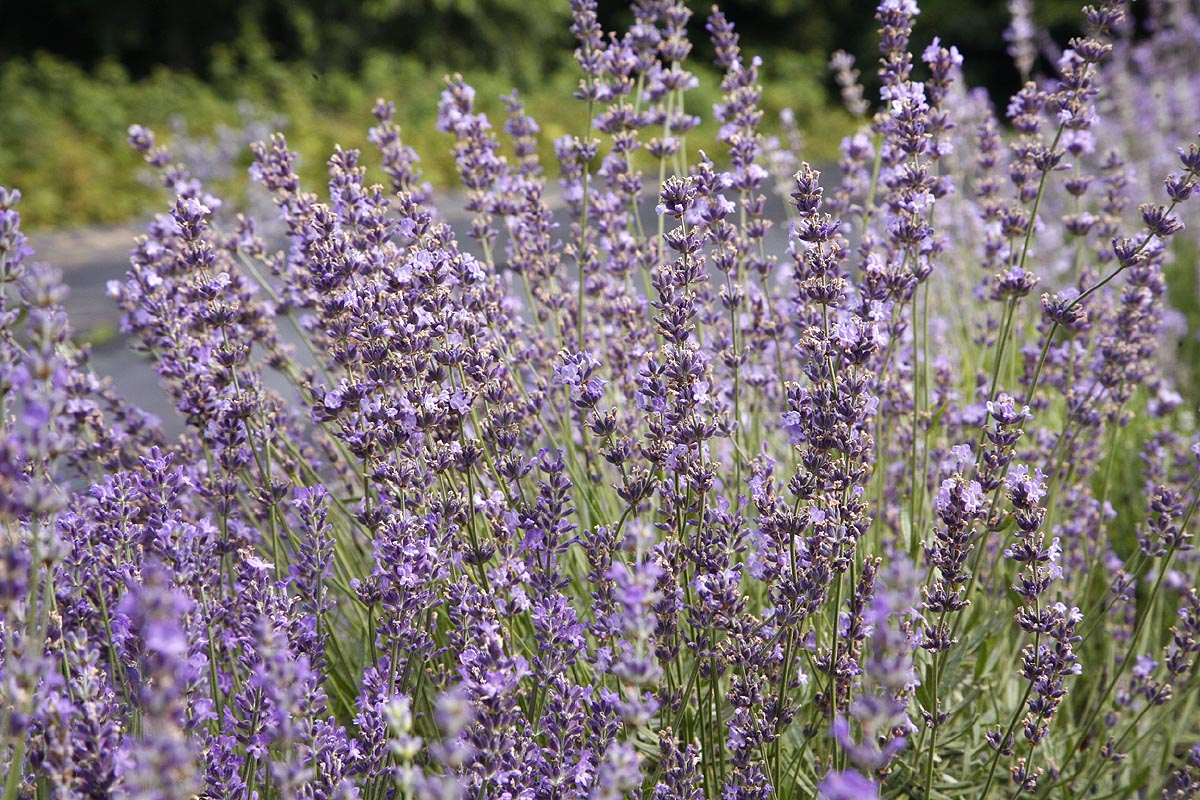 Lavender Lavandula angustifolia