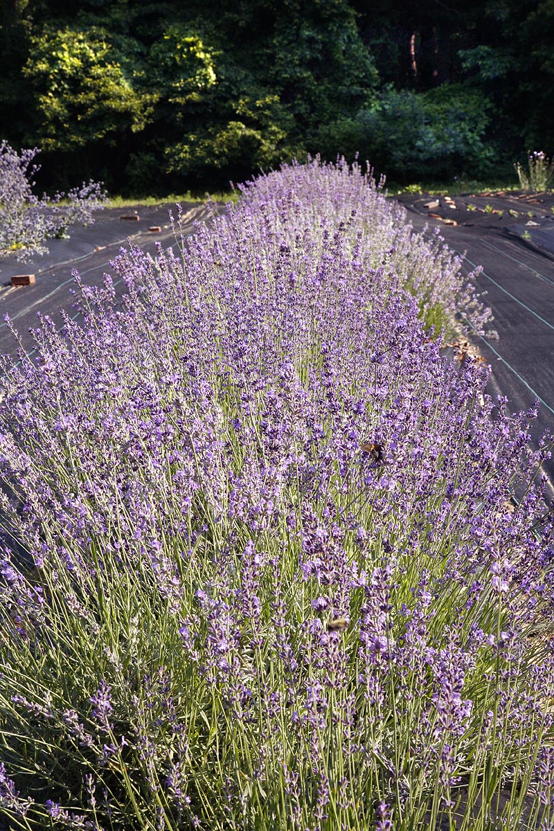 Lavender growing in our field line