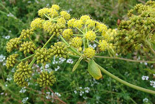 Lovage Levisticum officinale