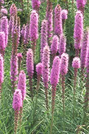 Blazing Star Flowers