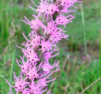 Close up Gayfeather flower