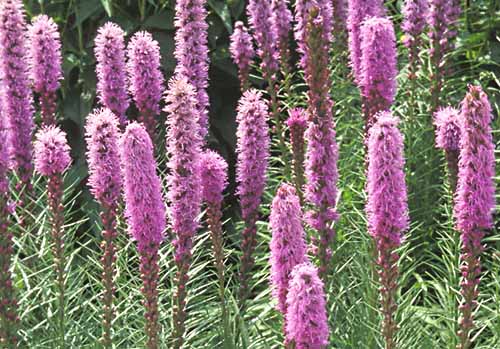 Blazing Stars / Gayfeather Liatris spicata