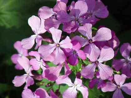 Money Plant/Honesty Lunaria annua