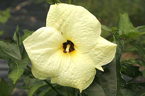 Hibiscus Manihot Abelmoschus manihot