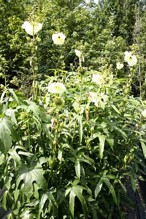 Mature manihot plants in field