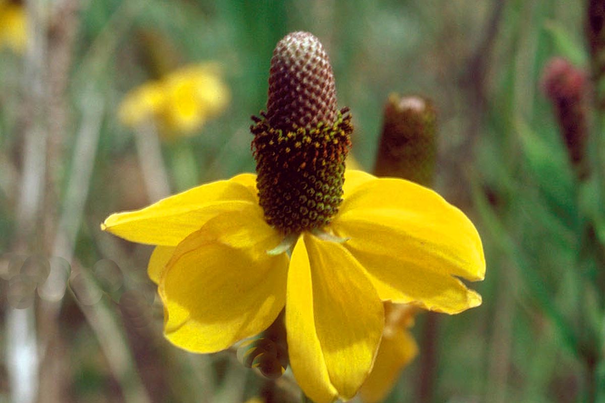 Mexican Hat Ratibida columnifera