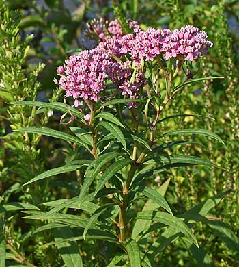 Asclepias incarnata