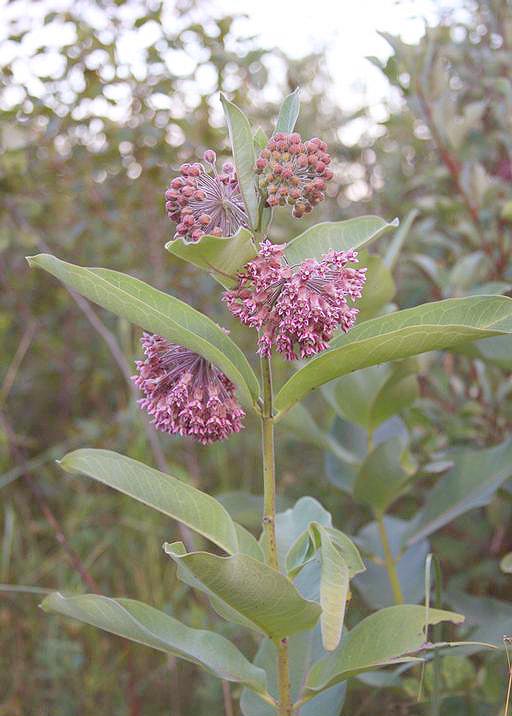 milkweed plant