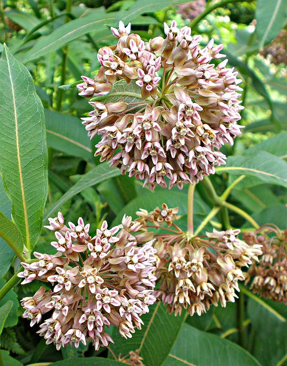Milkweed flowers