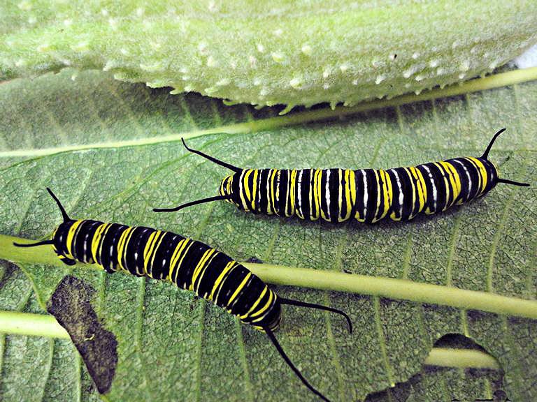 Monarch Catterpillars on milkweed