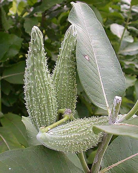 Common milkweed seed pods green