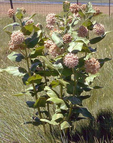 Common milkweed plant