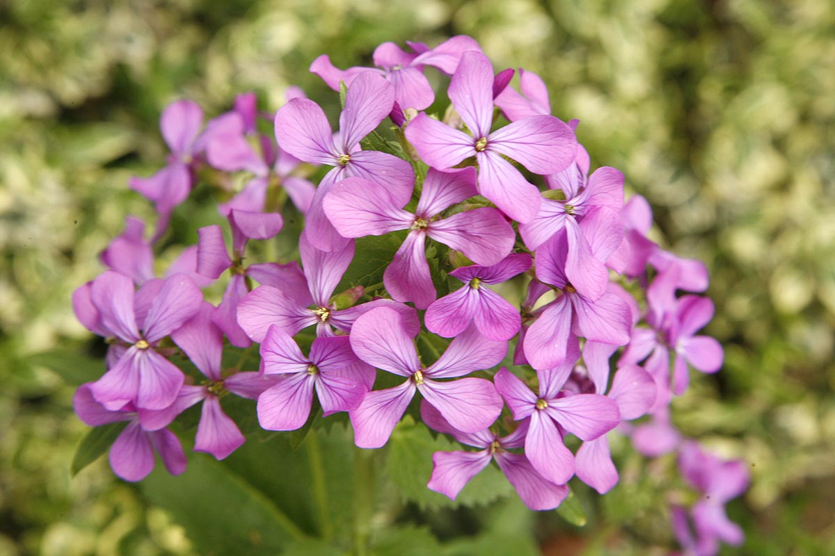 Money Plant/Honesty Lunaria annua