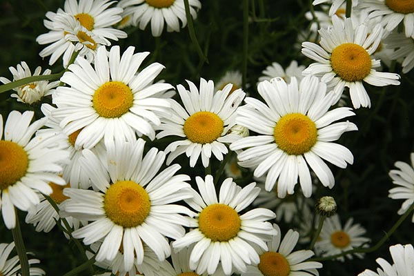 Daisy - Ox-Eye Leucanthemum vulgare