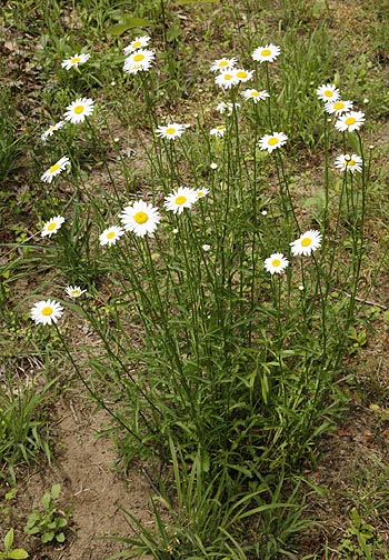 single Oxeye Daisy plant