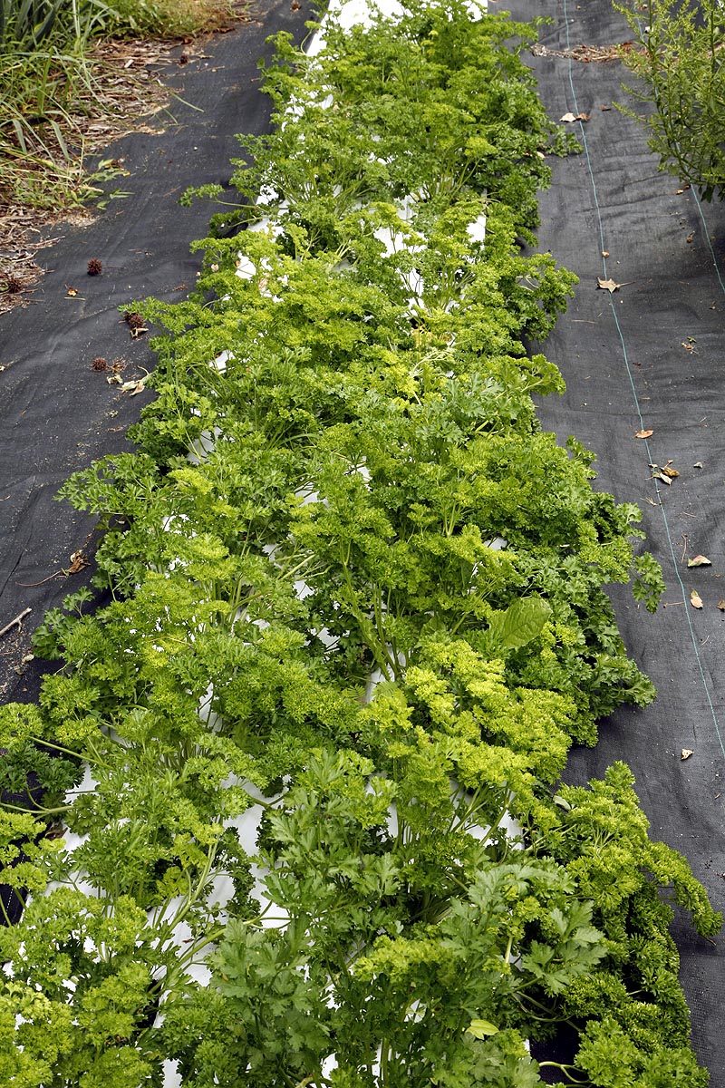Parsley plants in our field