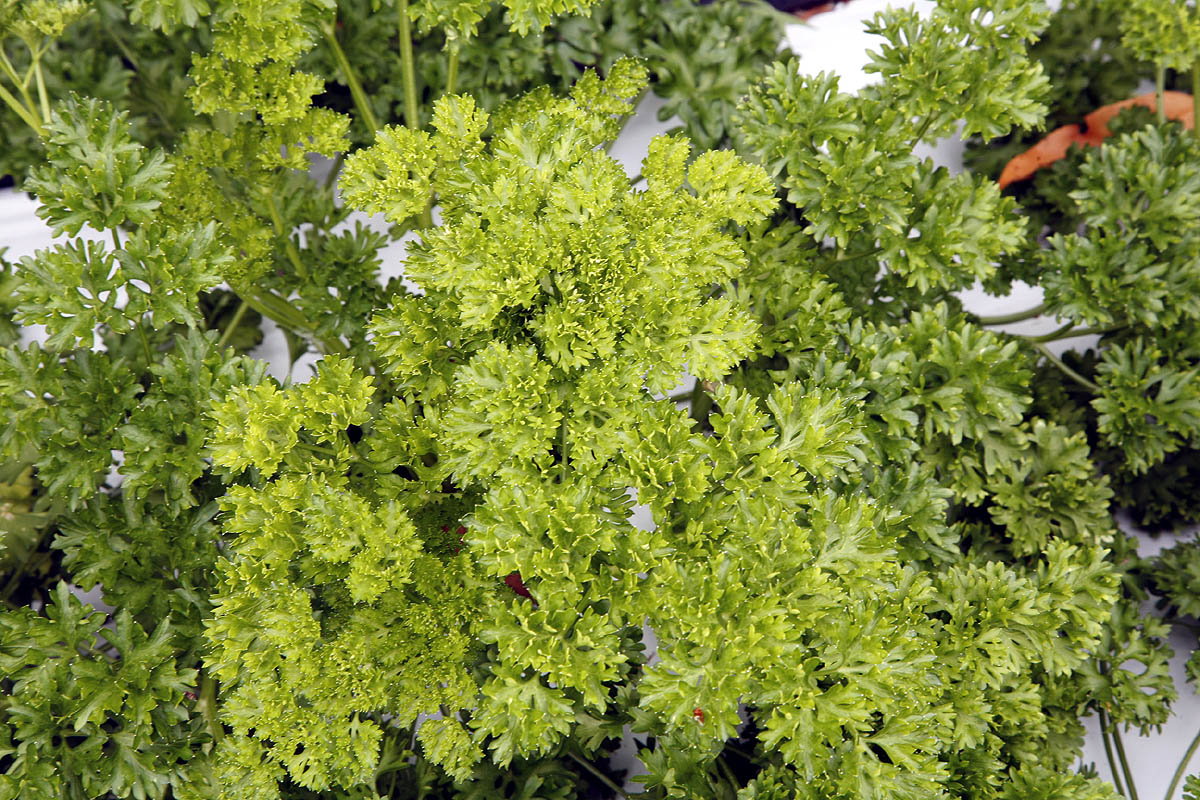 Parsley, Triple Curled Petroselinium crispum