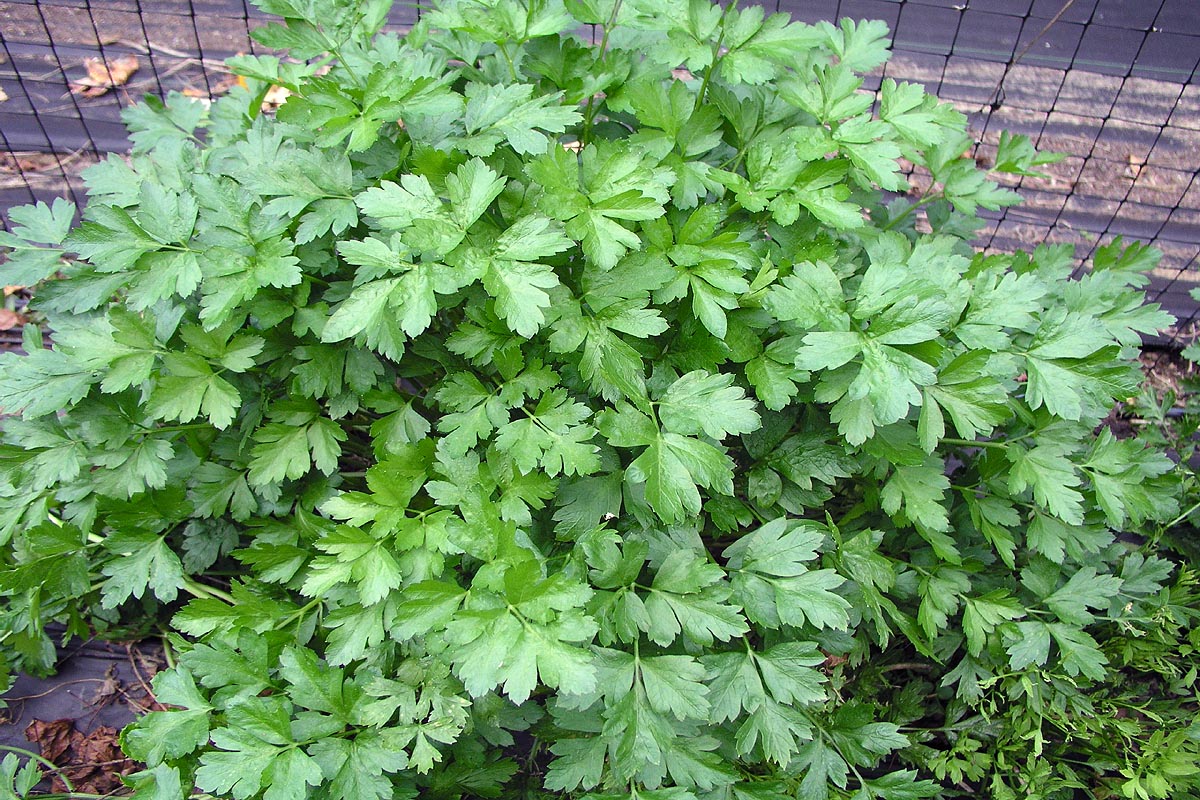 Italian Parsley plant