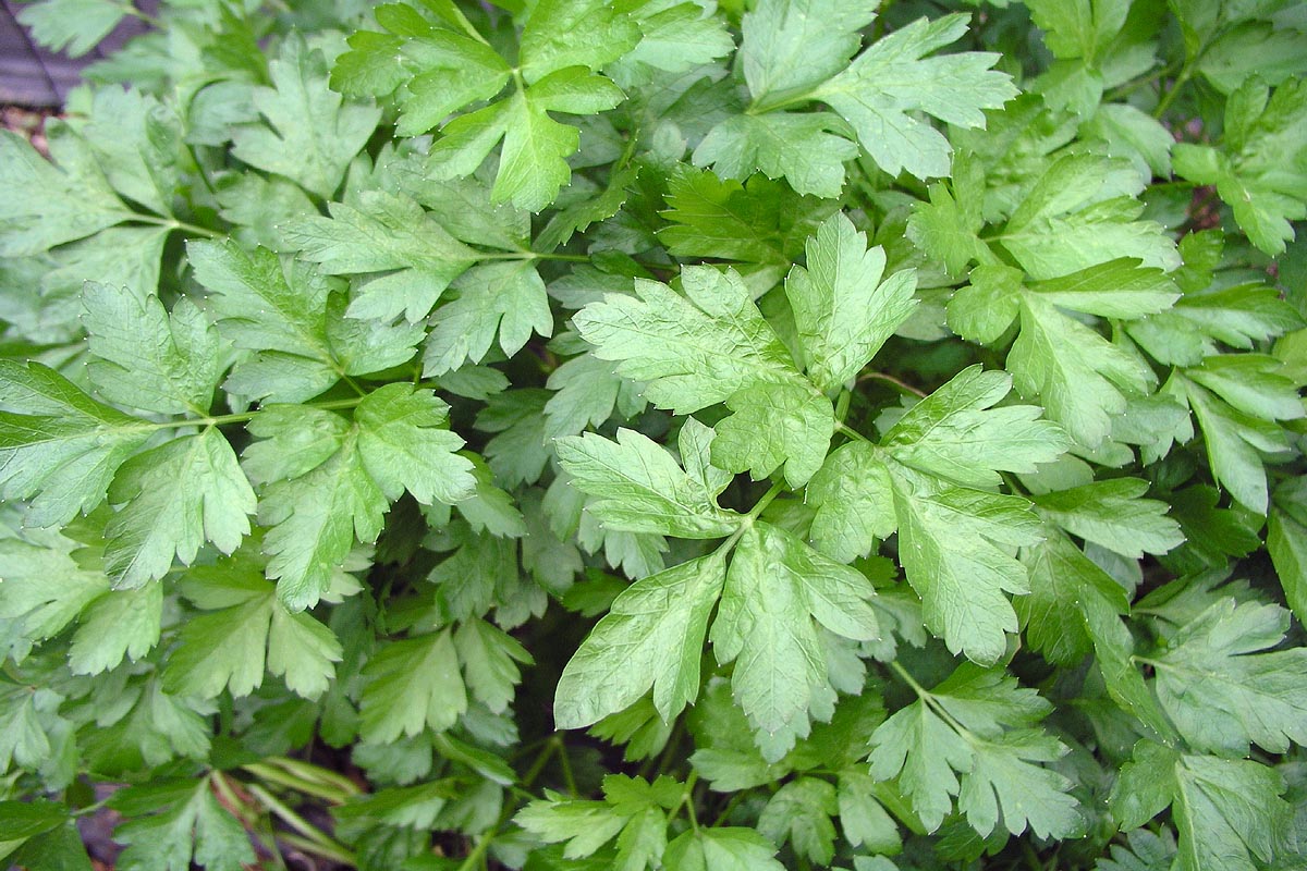 Parsley, Dk Green Italian Petroselinium neapolitanum