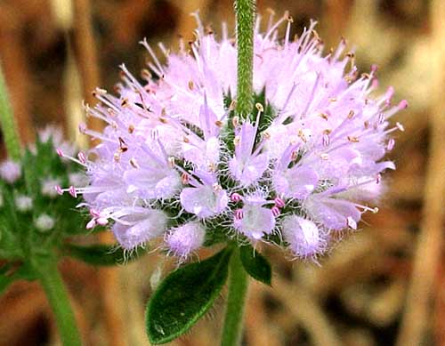 Pennyroyal Mentha pulegium