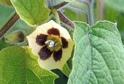 Cape Gooseberry Physalis peruviana