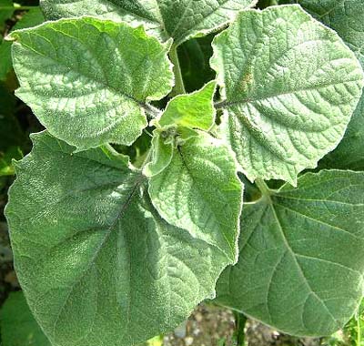 Cape Gooseberry leaves