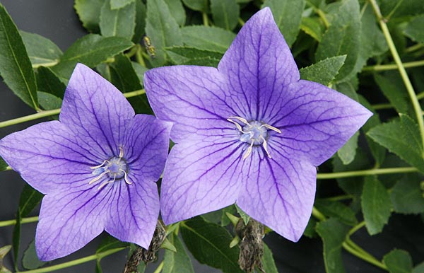 Balloon Flower Platycodon grandiflorum