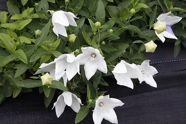 Balloon Flower occasionally are white