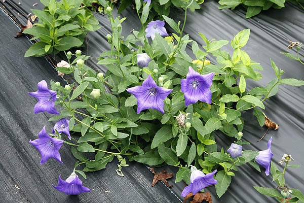 Balloon Flower plant first year from see