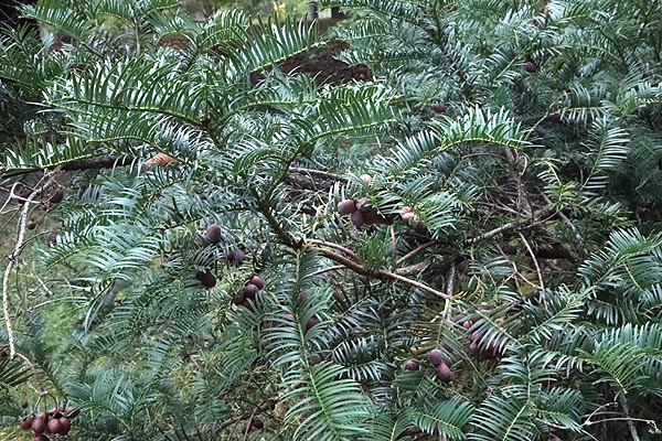 Plum Yew branch and fruits
