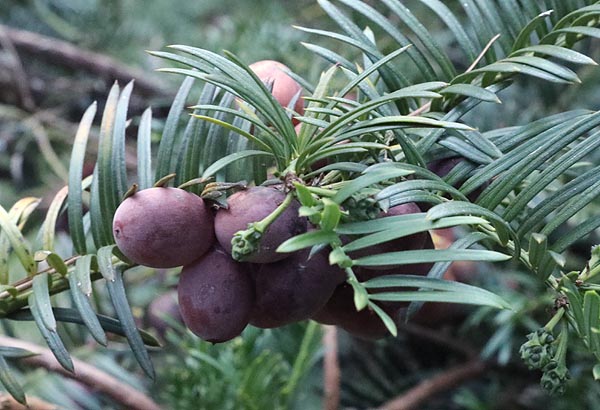 Japanese Plum Yew Cephalotaxus harringtonia