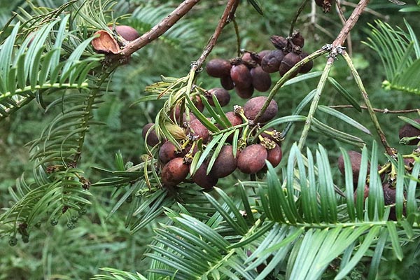 Plum Yew group of fruits