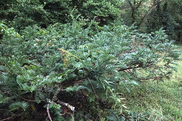 Plum Yew shrub