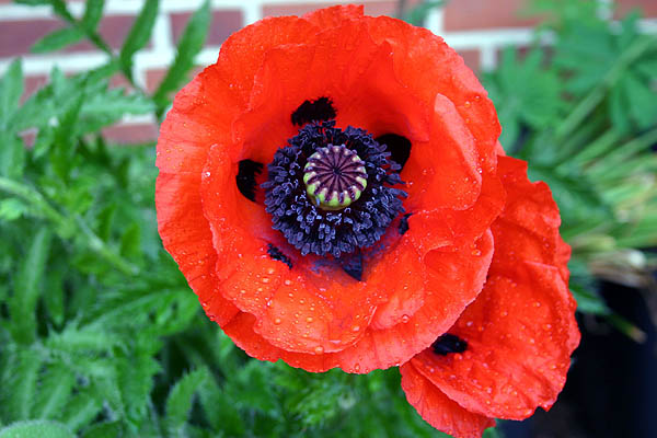 Oriental Poppy Giant Red