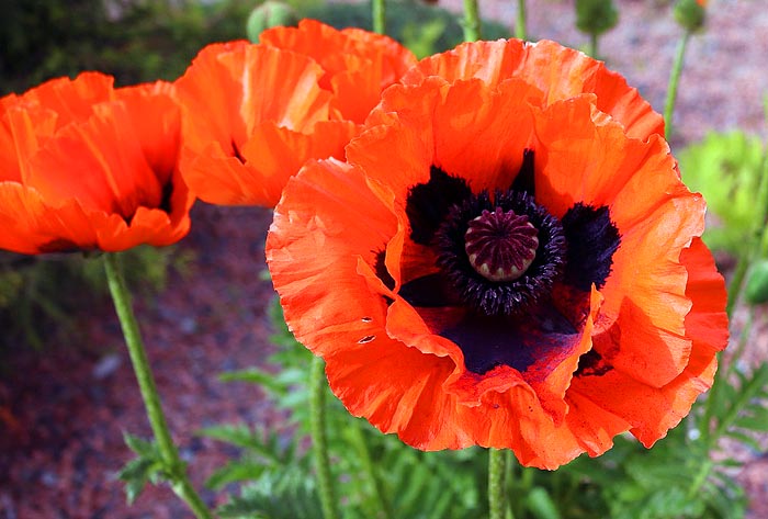 Oriental Poppy Giant Red plant