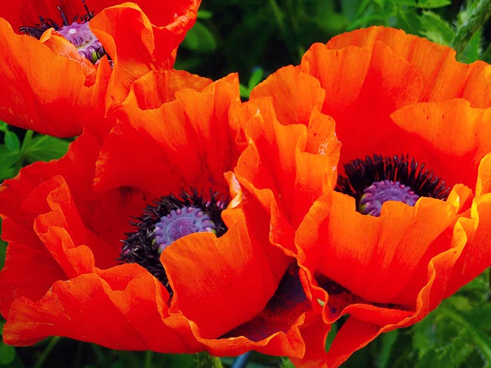 Poppy Oriental Red (Papaver organically flower seeds. Floral Encounters.
