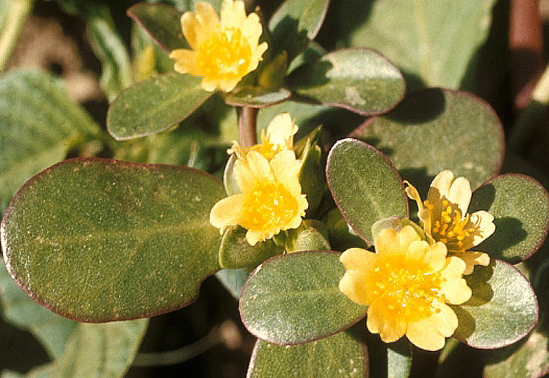 Purslane Portulaca oleracea sativa