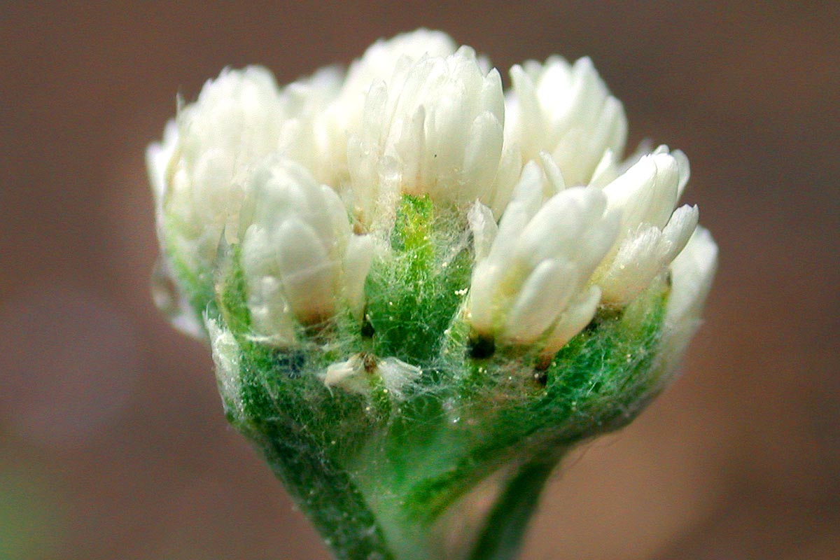 Antennaria dioica bloom from side